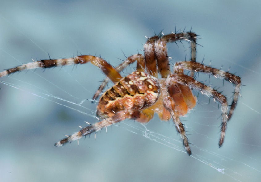 Un ragno proletario Araneus diadematus